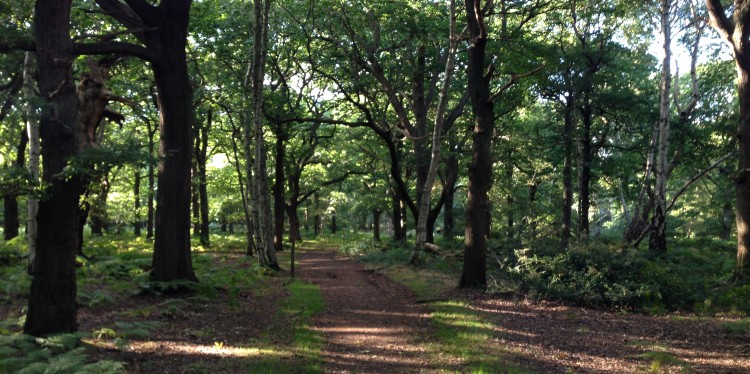 Robin Hood #SherwoodForest.